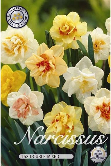 Narcissus Double Mix 12-pakning